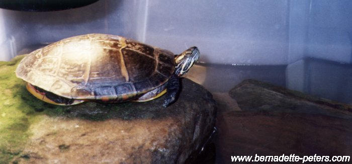Bernadette Turtle, Width: 700, Height: 326, Size: 36KB