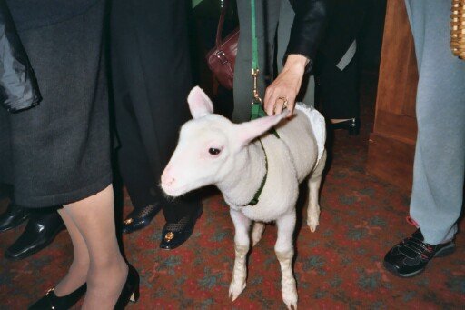 Lamb, Width: 512, Height: 341, Size: 34KB